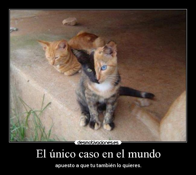 El único caso en el mundo - apuesto a que tu también lo quieres.