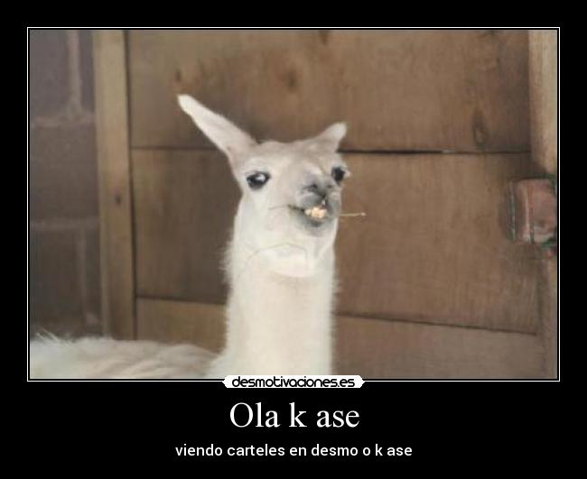 Ola k ase - 