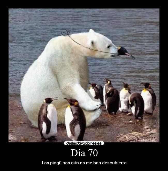 Día 70 - Los pingüinos aún no me han descubierto