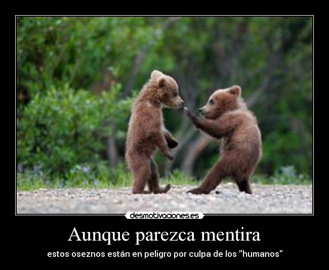 Aunque parezca mentira - estos oseznos están en peligro por culpa de los humanos