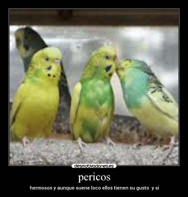 pericos -