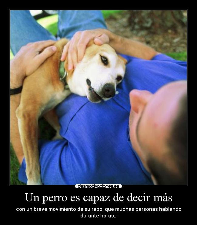 Un perro es capaz de decir más - con un breve movimiento de su rabo, que muchas personas hablando
durante horas...
