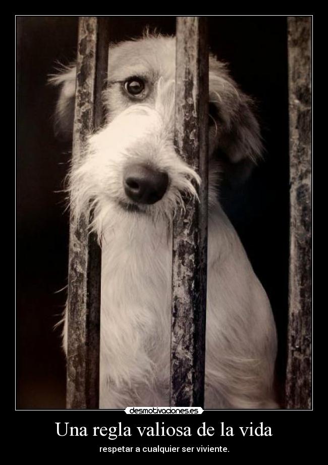 Una regla valiosa de la vida - respetar a cualquier ser viviente.