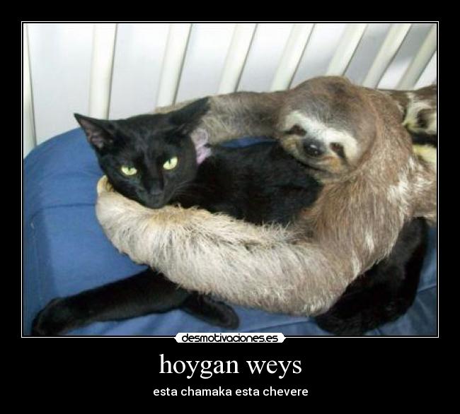 hoygan weys - 