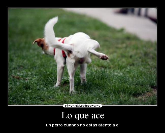 Lo que ace - un perro cuando no estas atento a el