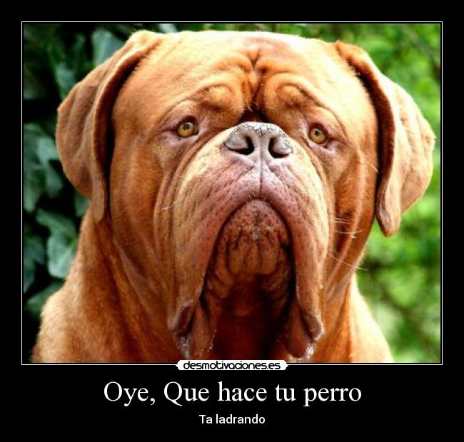 Oye, Que hace tu perro - Ta ladrando