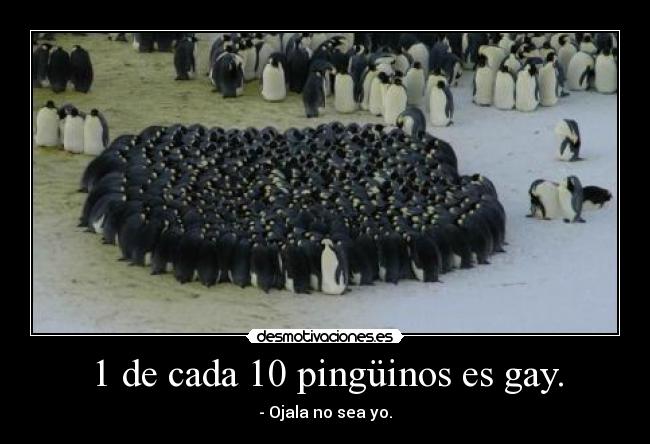 1 de cada 10 pingüinos es gay. -