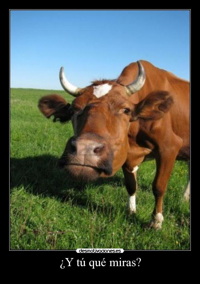 ¿Y tú qué miras? -