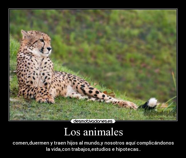 Los animales -