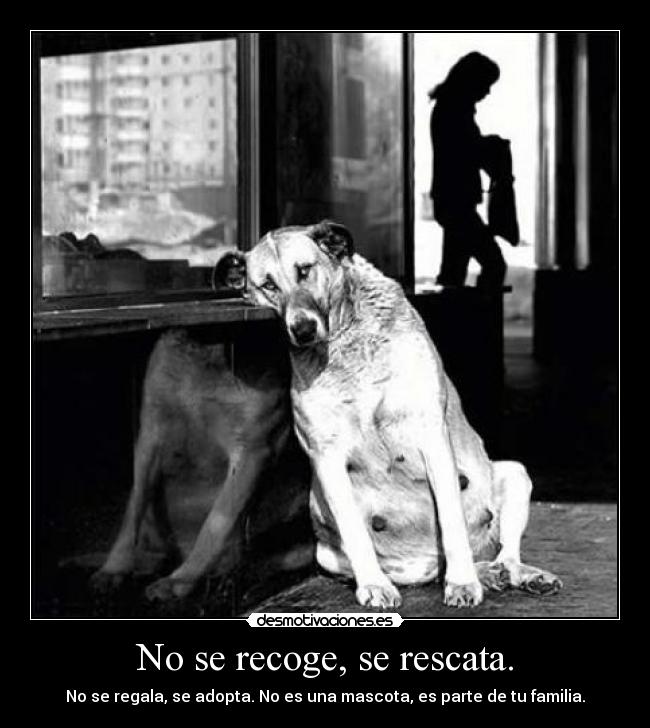 No se recoge, se rescata. - 