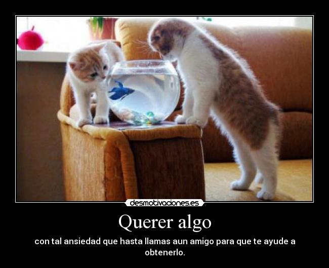 carteles desmo02 gatosygatosymasgatos thegirltwinkle dosguiond todo con tal obtenerlo desmotivaciones