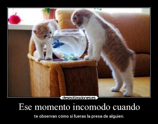 Ese momento incomodo cuando - te observan cómo si fueras la presa de alguien.