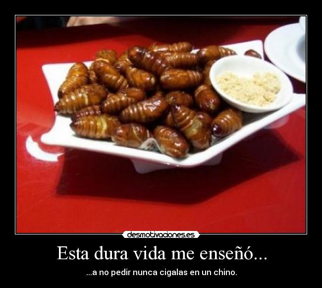 Esta dura vida me enseñó... - ...a no pedir nunca cigalas en un chino.