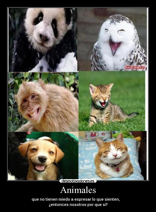 Animales - que no tienen miedo a expresar lo que sienten,
¿entonces nosotros por que si?