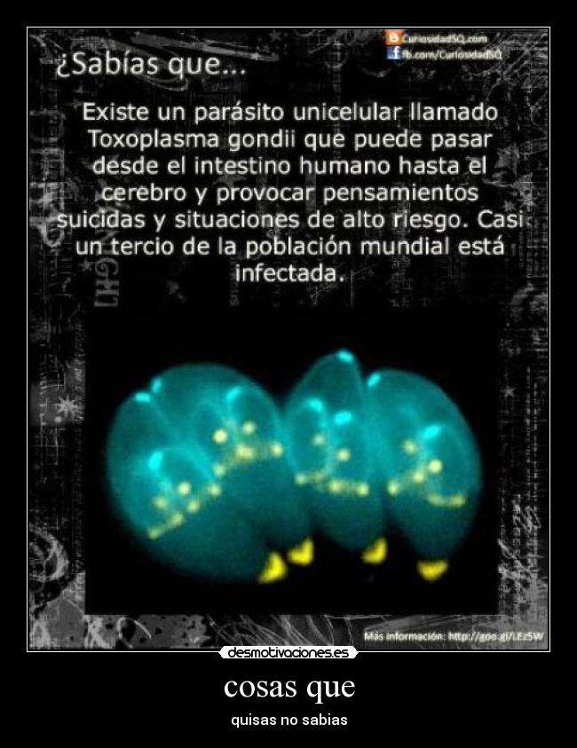 cosas que - quisas no sabias