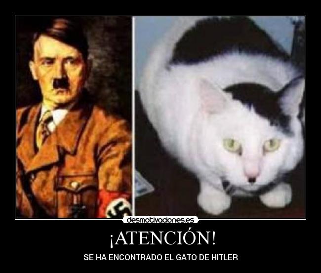 ¡ATENCIÓN! - SE HA ENCONTRADO EL GATO DE HITLER