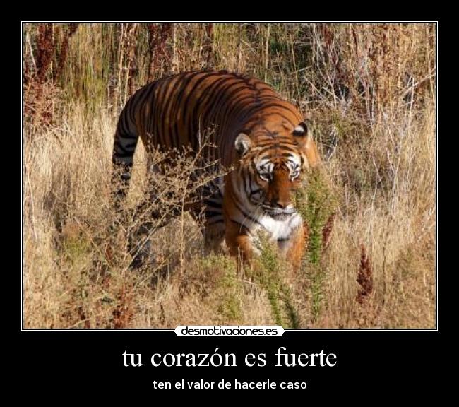 tu corazón es fuerte - ten el valor de hacerle caso