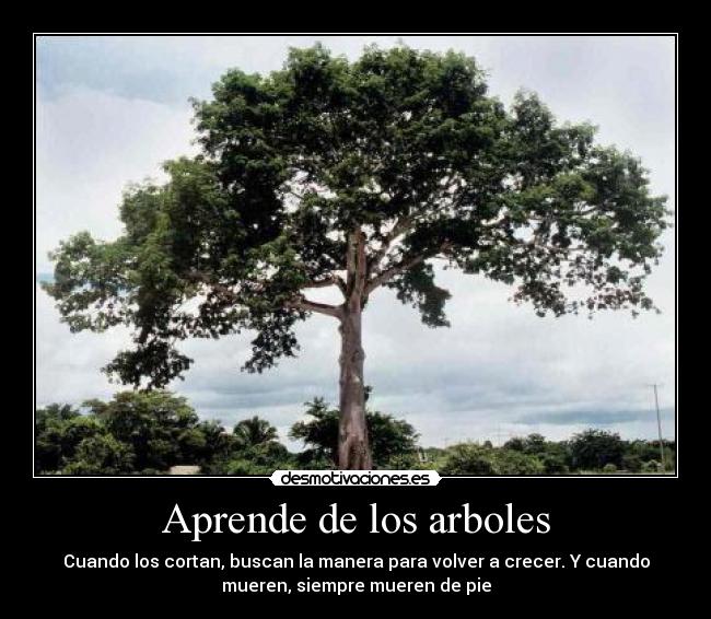 Aprende de los arboles - Cuando los cortan, buscan la manera para volver a crecer. Y cuando
mueren, siempre mueren de pie