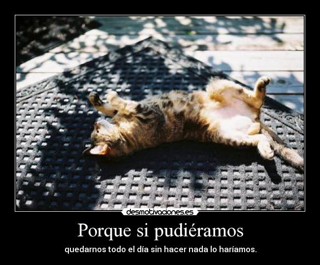 carteles gatosygatosymasgatos thegirltwinkle dosguiond flojera vence todo obstaculo pero mentalment desmotivaciones