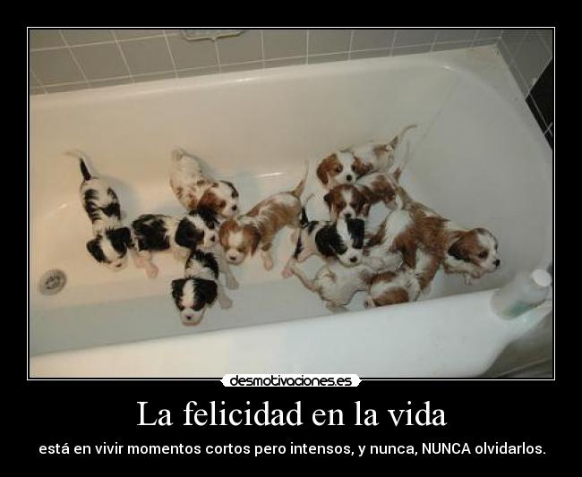 La felicidad en la vida - está en vivir momentos cortos pero intensos, y nunca, NUNCA olvidarlos.