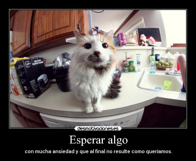 carteles gatosygatosymasgatos thegirltwinkle dosguiond esperar jode mas sino sucede que queriamos desmotivaciones