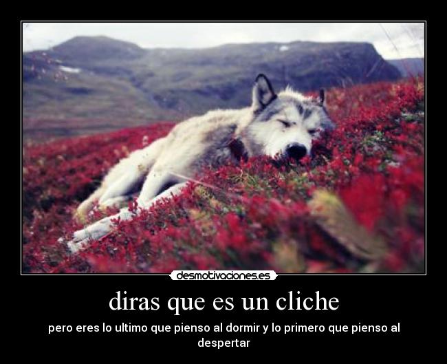 carteles amor sexo diversion locura comida flores corazon tristeza corazon prohibido dulce desmotivaciones