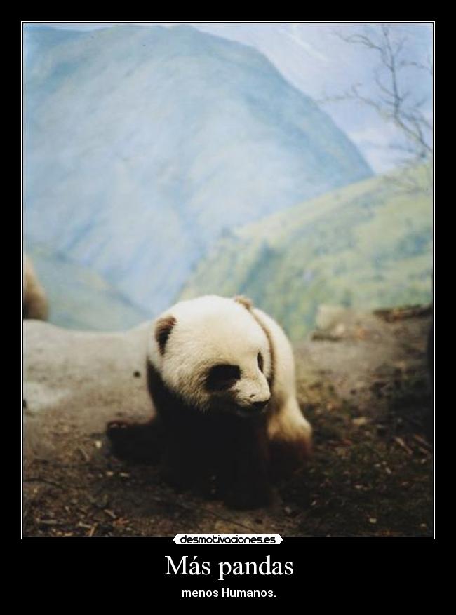 carteles pandas desmotivaciones
