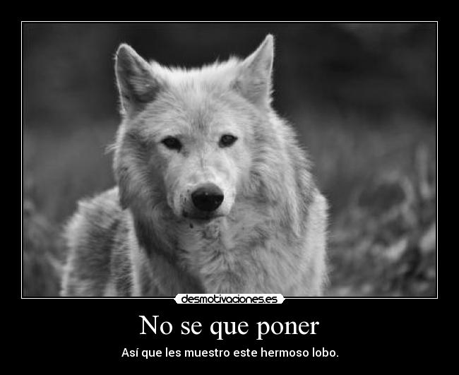No se que poner - Así que les muestro este hermoso lobo.