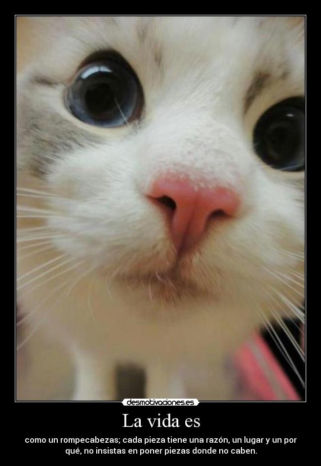 La vida es - como un rompecabezas; cada pieza tiene una razón, un lugar y un por
qué, no insistas en poner piezas donde no caben.
