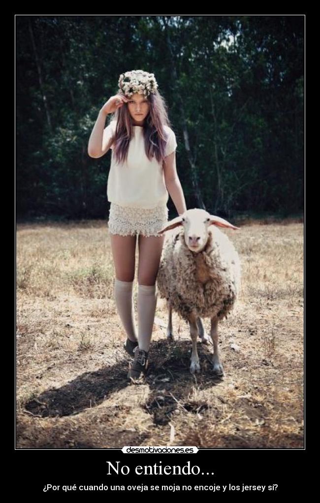 No entiendo... - ¿Por qué cuando una oveja se moja no encoje y los jersey sí?