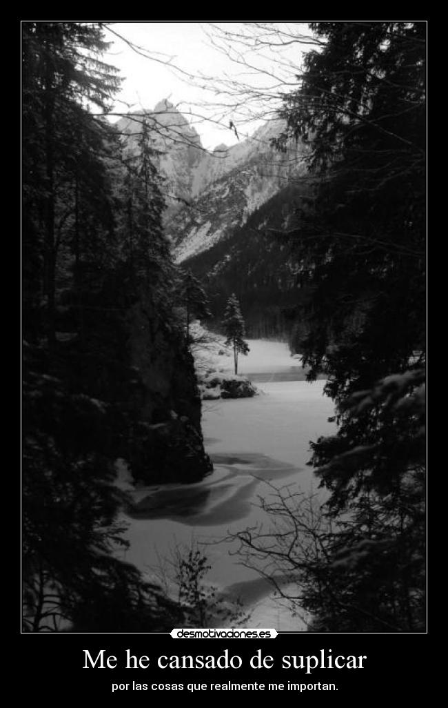 carteles seta setita alucinogena multicolor desmotivaciones