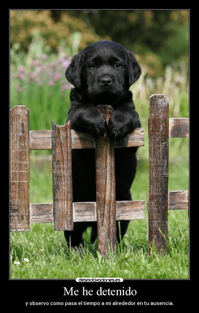 carteles lloro silencio maltrato animal desmotivaciones