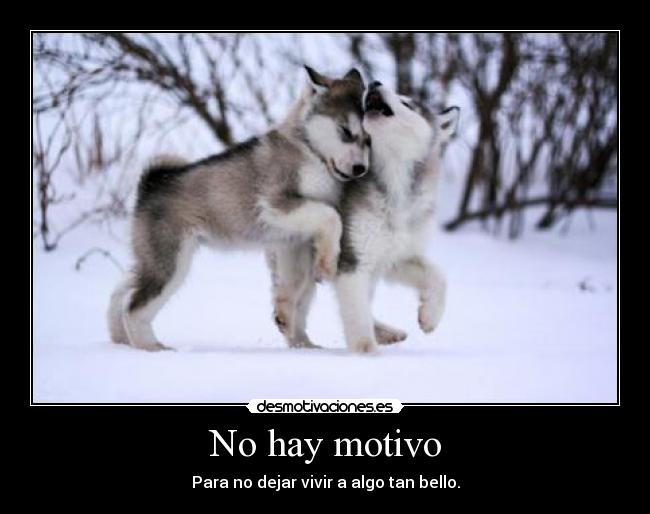 No hay motivo - 