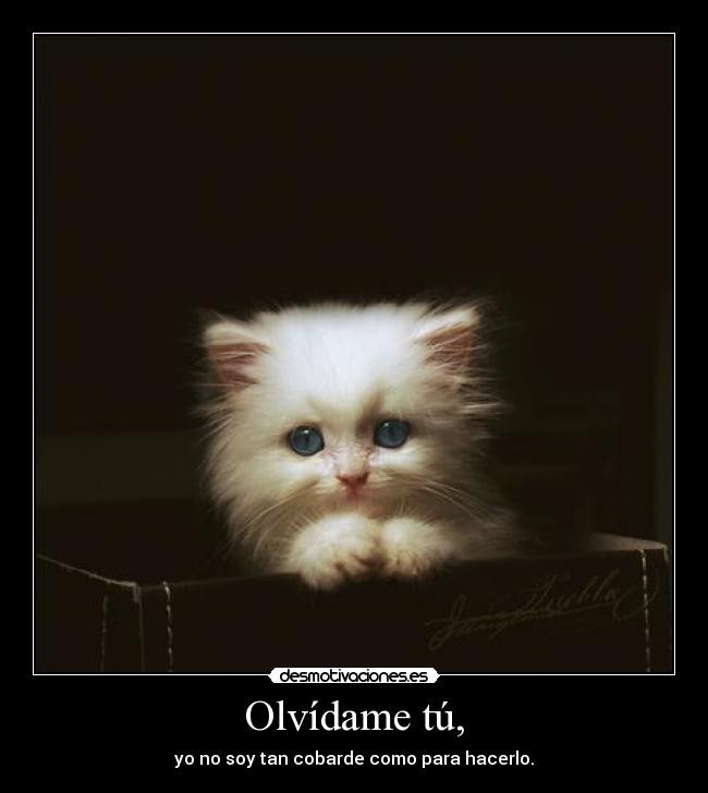 carteles gatosblanco con ojos azules mmm regalare una usuaria roja que empieza por awyeahbaby desmotivaciones