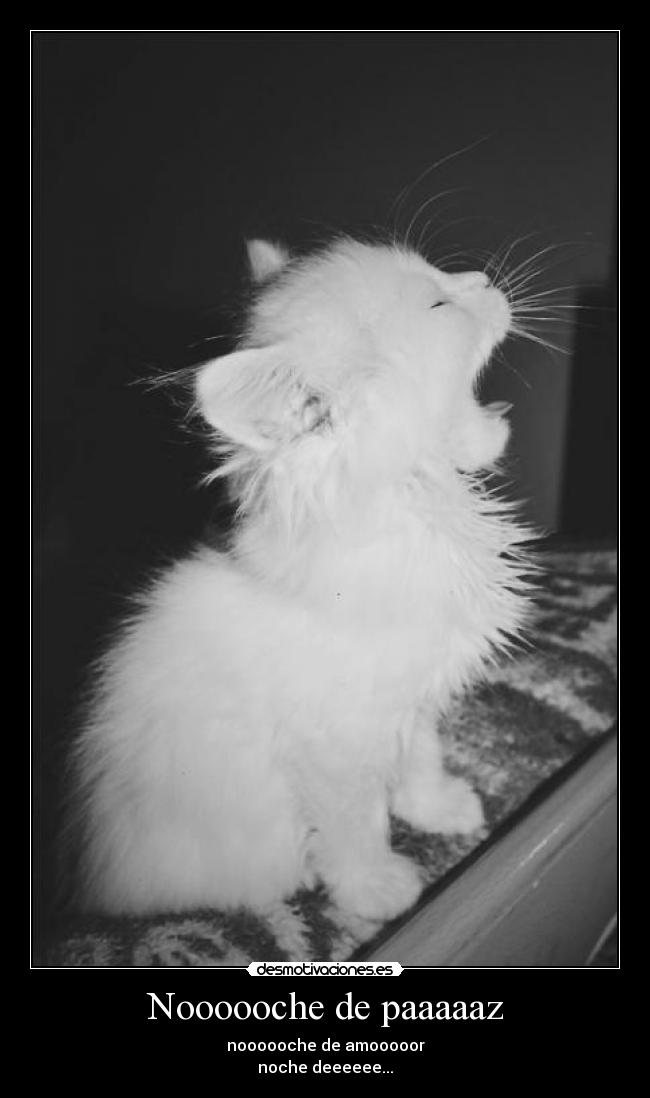 Noooooche de paaaaaz - 