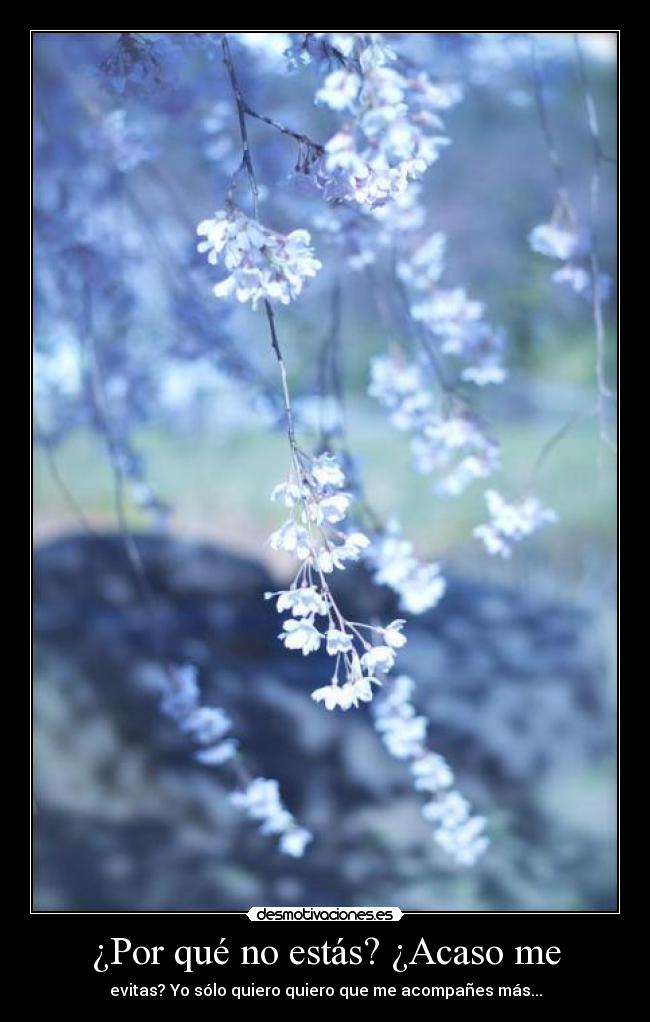 ¿Por qué no estás? ¿Acaso me -