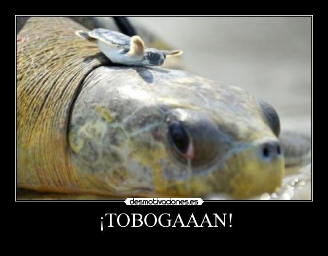 ¡TOBOGAAAN! - 