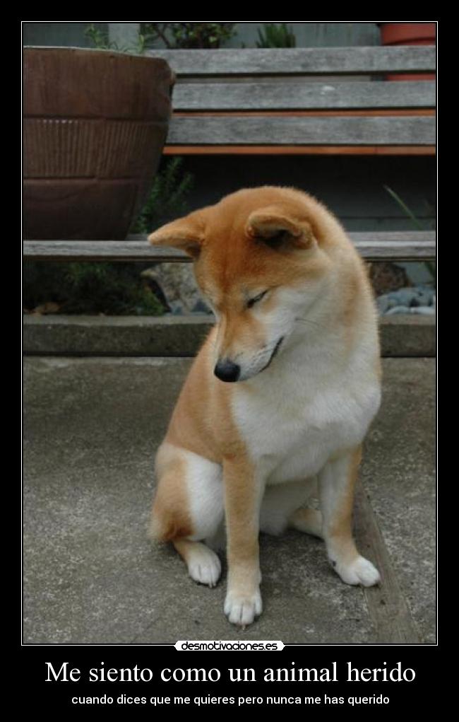 Me siento como un animal herido - cuando dices que me quieres pero nunca me has querido