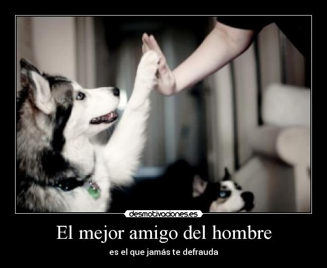 El mejor amigo del hombre - es el que jamás te defrauda