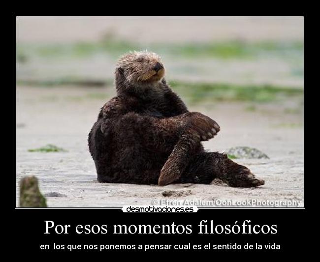 Por esos momentos filosóficos - en los que nos ponemos a pensar cual es el sentido de la vida