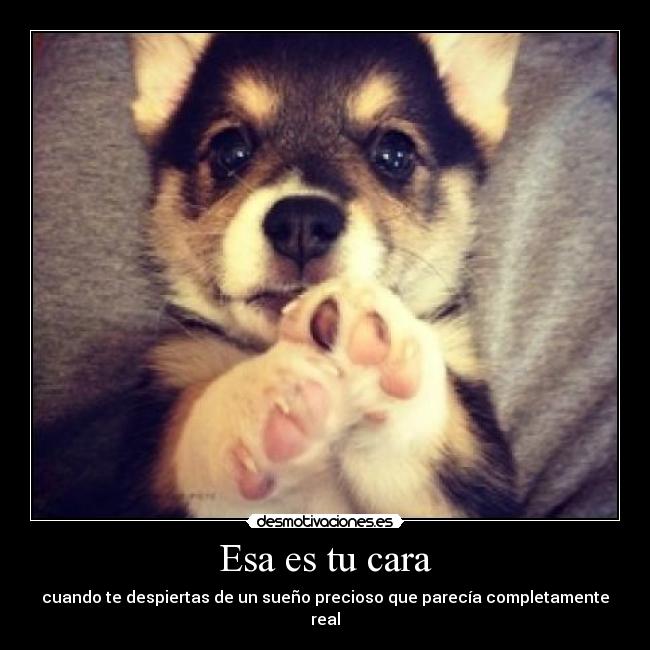 Esa es tu cara - cuando te despiertas de un sueño precioso que parecía completamente real