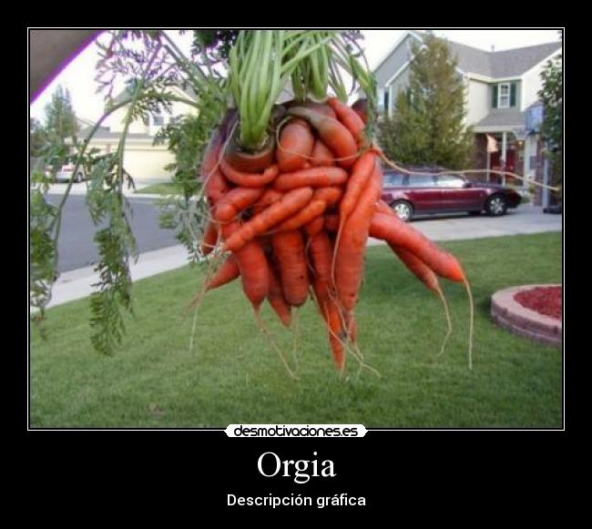 Orgia - Descripción gráfica