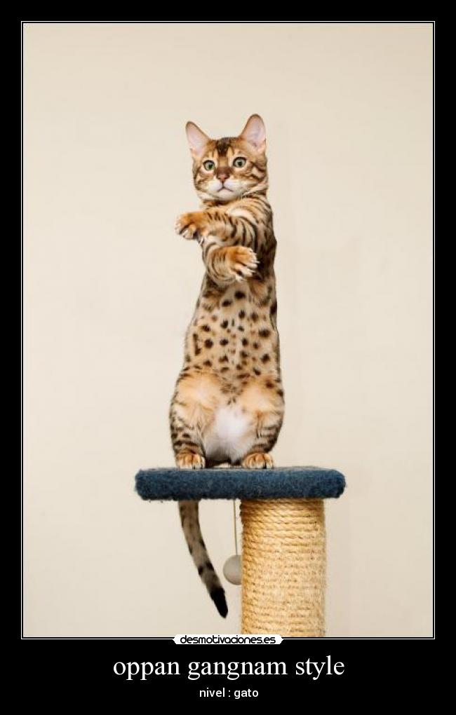 oppan gangnam style - nivel : gato