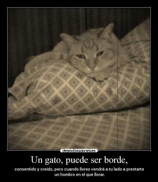 Un gato, puede ser borde, -