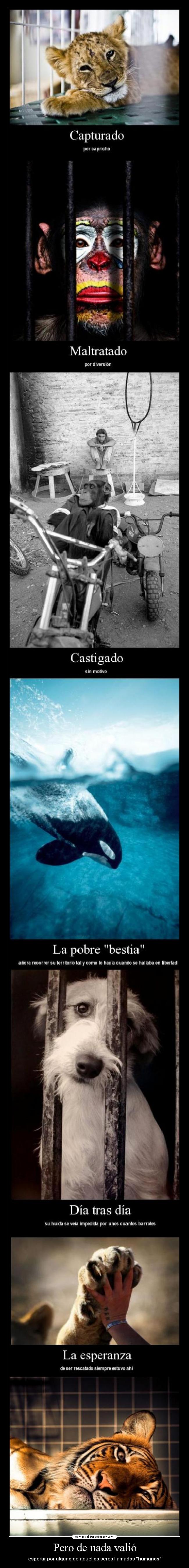 Pero de nada valió - 