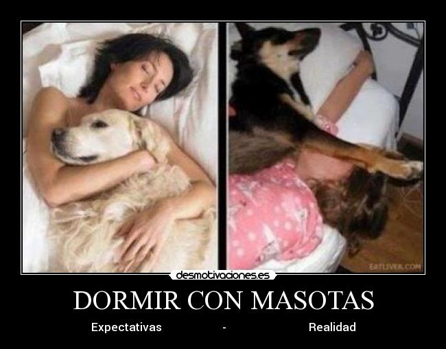 carteles dormir dormir con mascotas desmotivaciones