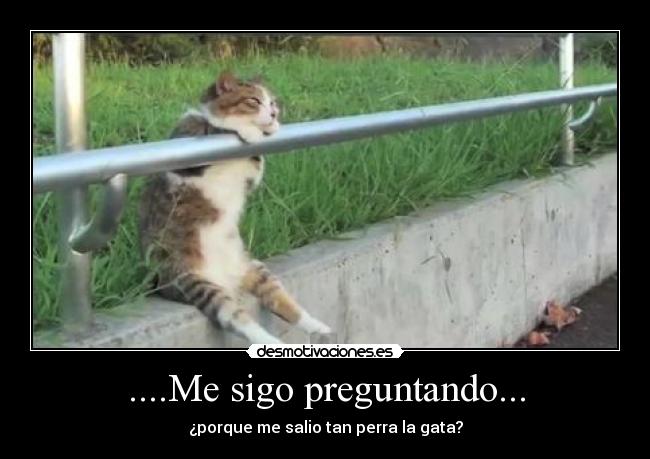 ....Me sigo preguntando... - ¿porque me salio tan perra la gata?