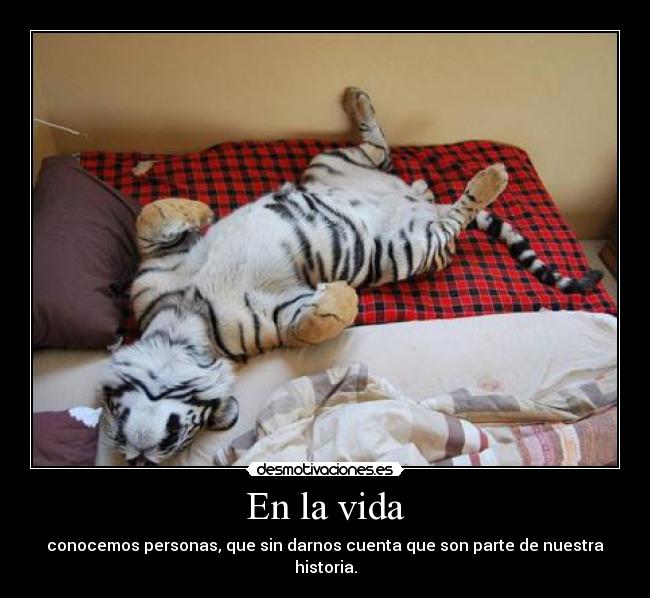 carteles vida juda tiger deimos feliz cumple tigesito x33 clanbloodlovers desmotivaciones