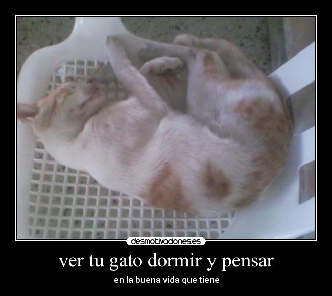ver tu gato dormir y pensar - en la buena vida que tiene
