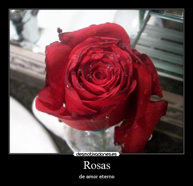 carteles rosas amor eterno desmotivaciones